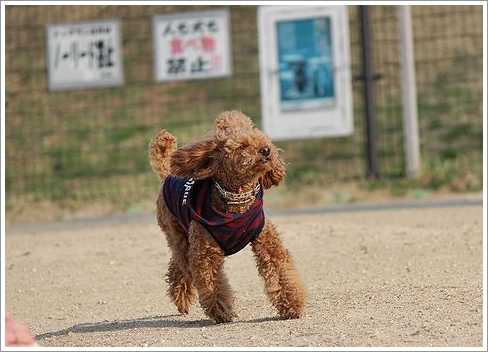 犬連れには厄介な時期なんです。_b0111376_15481488.jpg