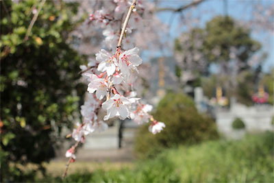 「笹尾のしだれ桜」_c0152779_14164724.jpg