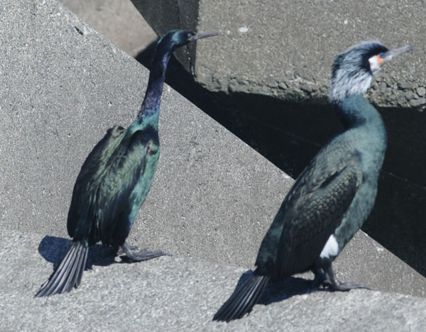 繁殖羽のヒメウとウミウ_f0159390_943061.jpg