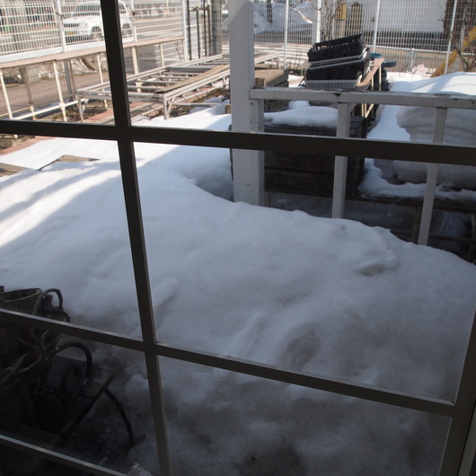 今日は春の陽気でした。_a0292194_18443831.jpg