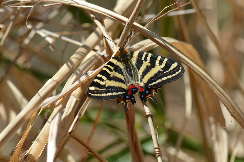 ギフチョウ(2)　　220_a0277496_17541120.jpg