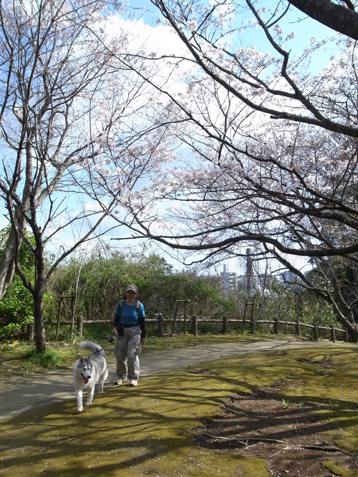 桜るんるん♪_c0049299_002881.jpg