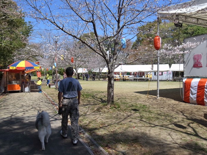 静かなる桜まつり♪_c0049299_22554782.jpg