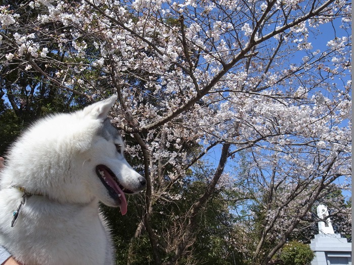 静かなる桜まつり♪_c0049299_22593055.jpg