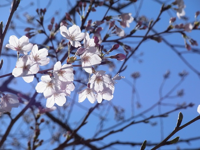 静かなる桜まつり♪_c0049299_230679.jpg