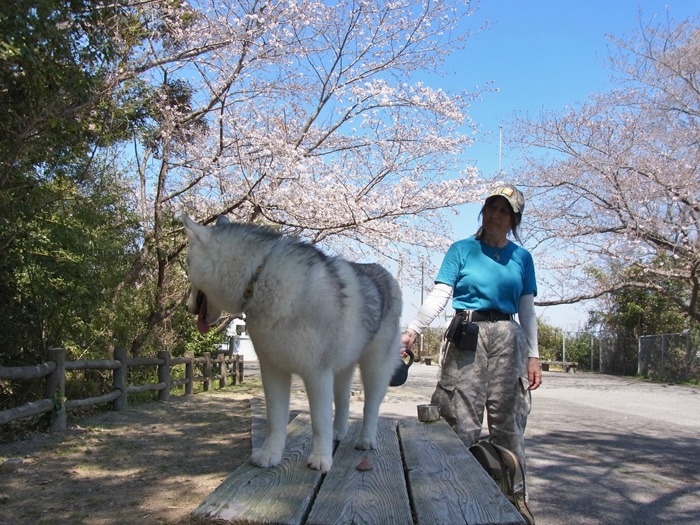 静かなる桜まつり♪_c0049299_2343452.jpg