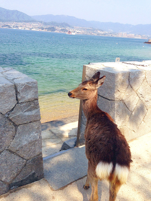 安芸の宮島　清盛まつり_d0321300_2034743.jpg