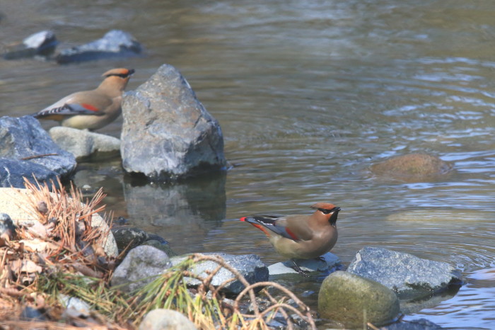 急な暑さに水場で喉をうるおす野鳥さん！_c0319902_21200723.jpg