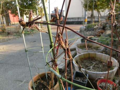 a0203003_17263423.jpg