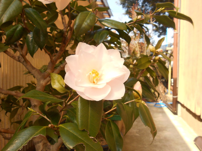d0168003_1955326.jpg