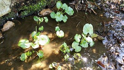 e0270403_13461552.jpg