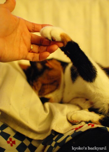 猫の爆睡度_b0253205_134916.jpg