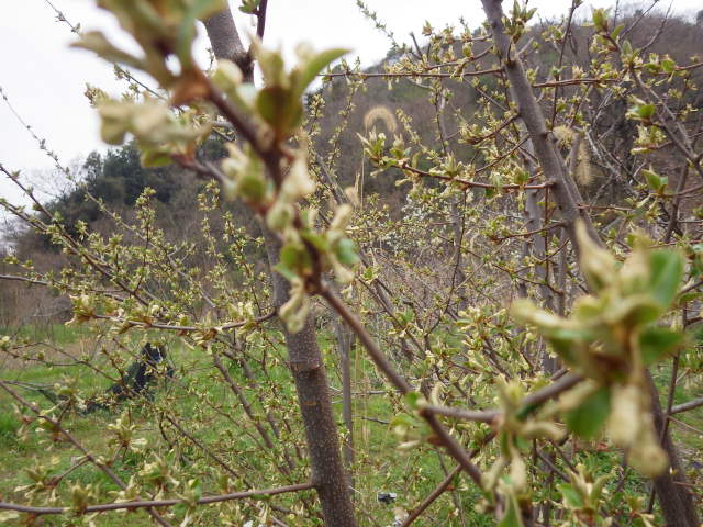 c0280206_19181225.jpg