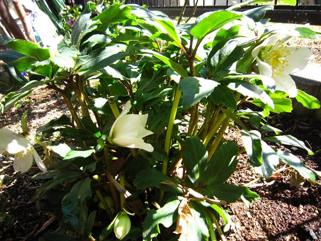 a0141408_21572950.jpg