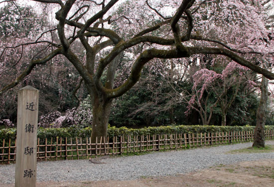 14桜始まる1 近衛邸跡_e0048413_20324995.jpg