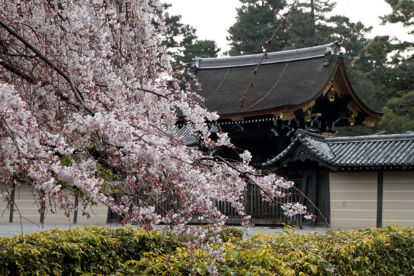 14桜始まる1 近衛邸跡_e0048413_20332775.jpg