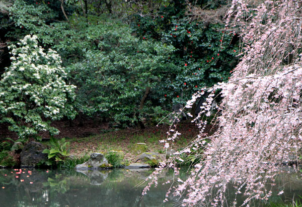 14桜始まる1 近衛邸跡_e0048413_20341528.jpg