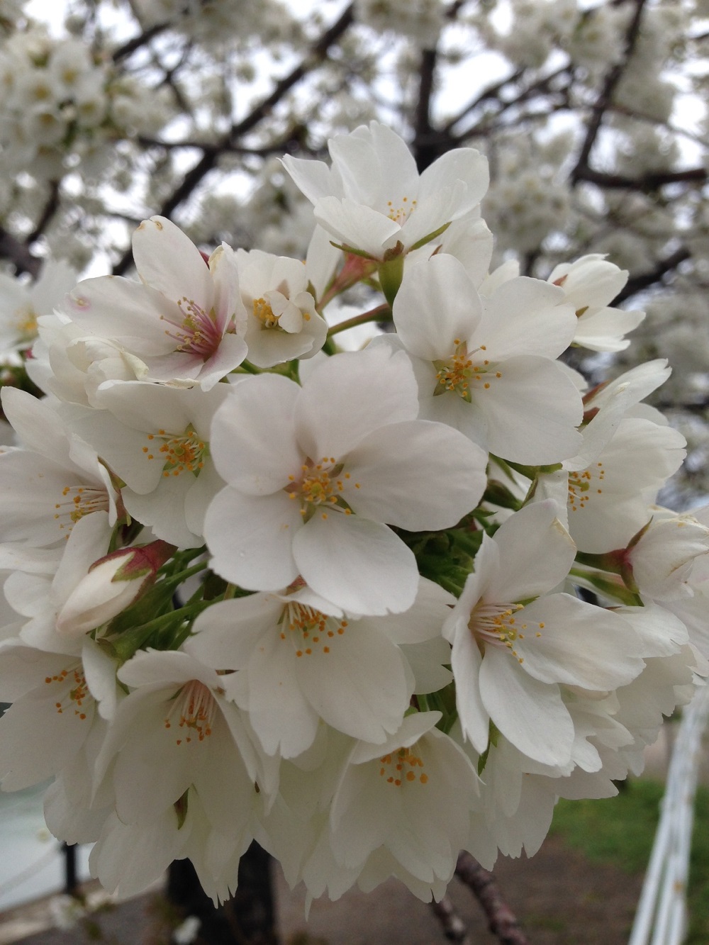 春めいてきましたね～♪・・・桜満開_a0315918_20125989.jpg