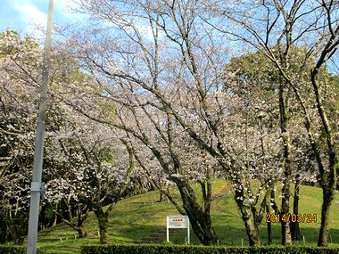 消費税増税ノー。安倍首相「国民を殺す気か」_e0255020_0194382.jpg