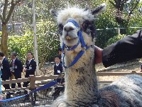 五月山動物園が少し大きくなってりニューアルオープン♪ちびっこ広場は忍者の館に変身♫_c0133422_0204561.jpg