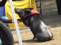 五月山動物園が少し大きくなってりニューアルオープン♪ちびっこ広場は忍者の館に変身♫_c0133422_0222121.jpg