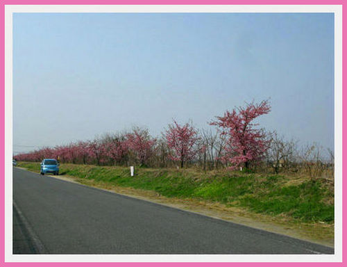 河津桜満開！_e0072023_20341495.jpg