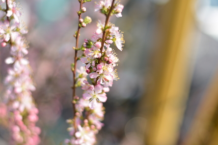 桜が咲いたよ_d0100125_15202233.jpg