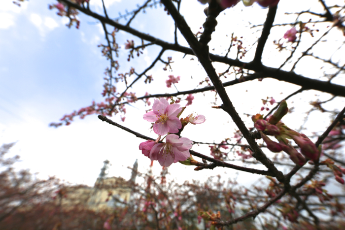 勿来火力発電所の河津桜_c0181127_2241260.jpg