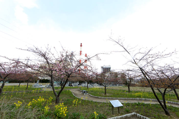 勿来火力発電所の河津桜_c0181127_2241570.jpg