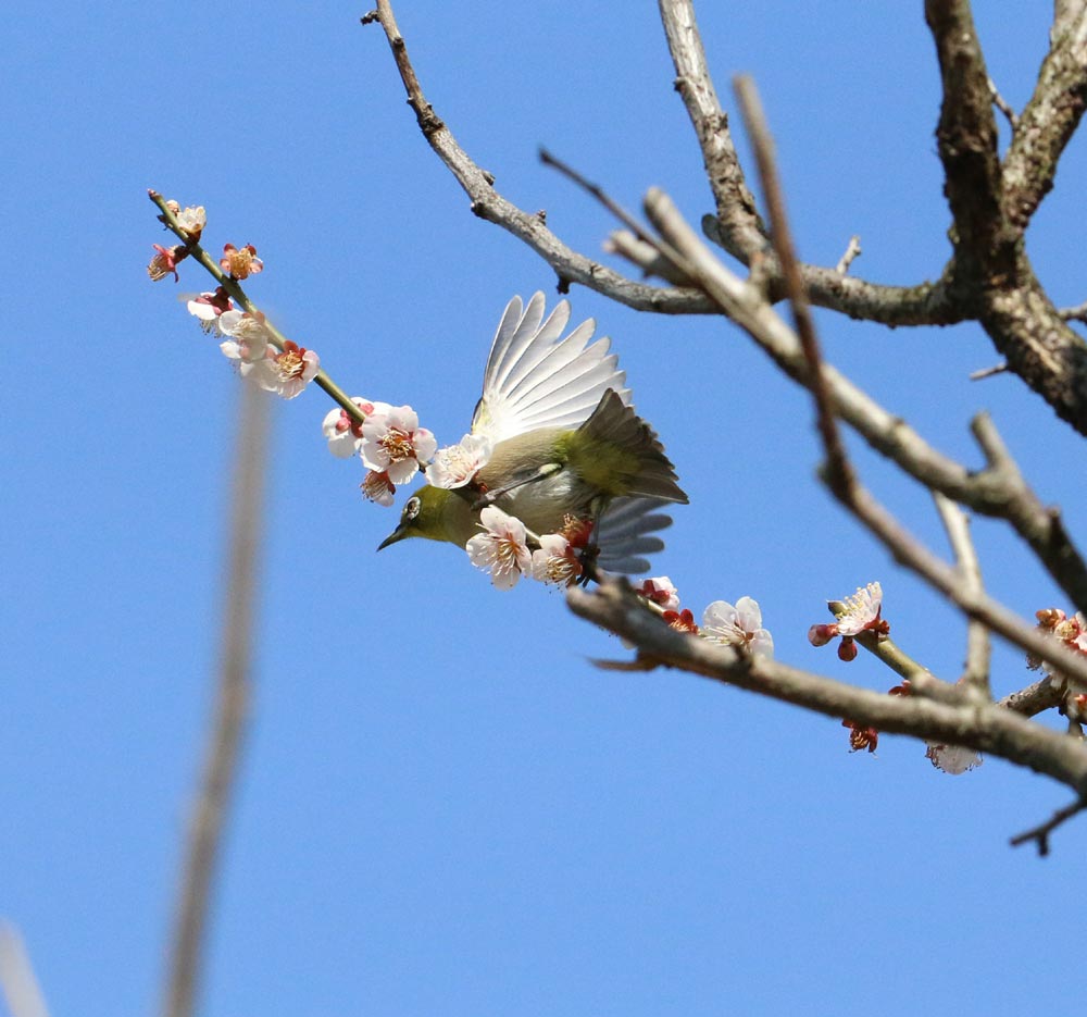 奈良　平城宮跡　（3/23）_c0306638_20262333.jpg