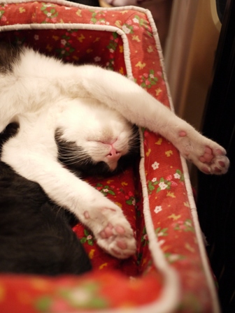 ほんとのねんねこ時間猫 みるきぃ編。_a0143140_18353759.jpg