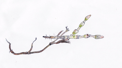 土筆を描く_d0101846_751253.jpg