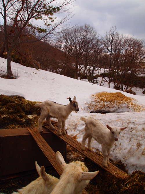 小屋掃除_a0281547_205104.jpg