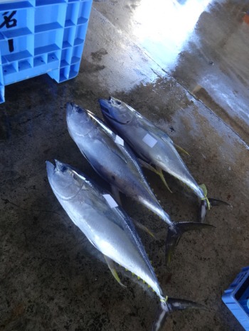 13石垣島 ７ 魚市場 長一楼 金城 よしみ鮮魚店 もずく天ぷら屋さん ツレヅレハナコ Blog Ver