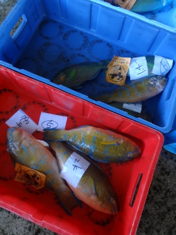 13石垣島 ７ 魚市場 長一楼 金城 よしみ鮮魚店 もずく天ぷら屋さん ツレヅレハナコ Blog Ver