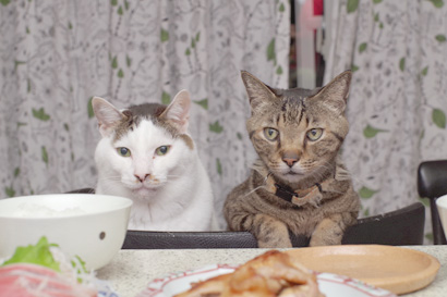 うちの猫ら3 入稿 ぶつぶつ独り言2 うちの猫ら21 うちの猫ら3 入稿 ぶつぶつ独り言2 うちの猫ら21