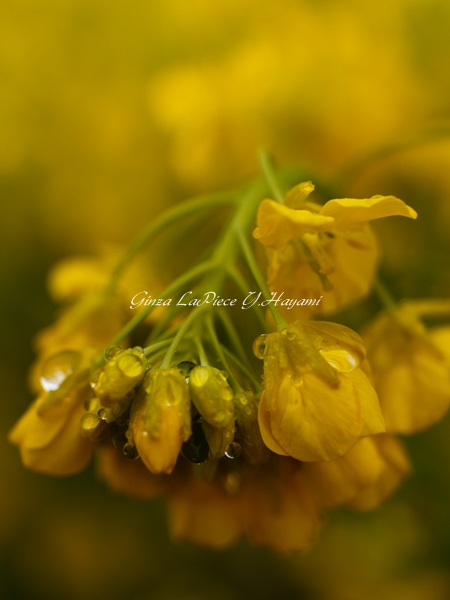 花のある風景　菜の花の水滴_b0133053_23563130.jpg