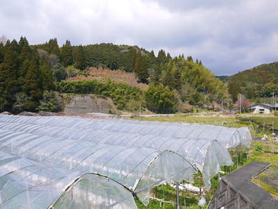 甘熟イチジク 匠の剪定作業 その2_a0254656_16554234.jpg