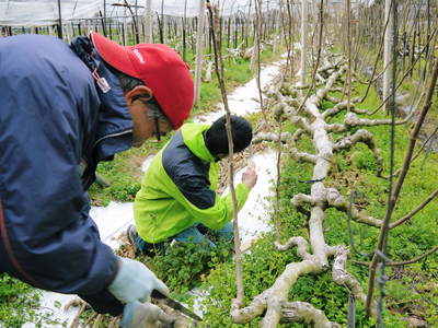 甘熟イチジク 匠の剪定作業 その2_a0254656_17544528.jpg