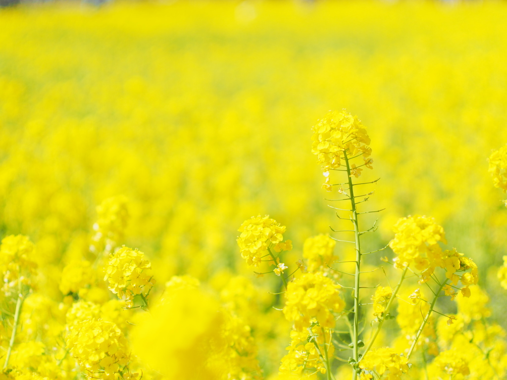 E-M1で菜の花　その2_e0290358_23103692.jpg