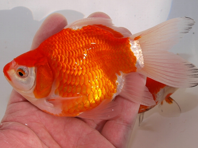金魚 新入荷 大森町水族館 金魚 新入荷 大森町水族館
