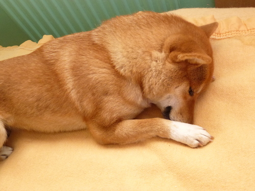 うつぶせ寝 日本犬と洋猫の日々凡々 うつぶせ寝 日本犬と洋猫の日々凡々