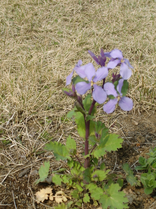 誕生日の花・花言葉と活花_d0157266_1824763.jpg