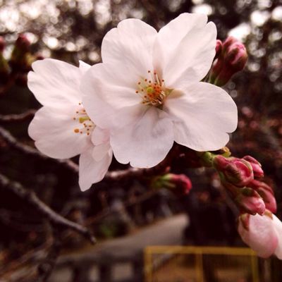 桜が咲き出して花がいっぱい_e0136066_1829137.jpg