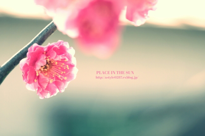 The flower of a plum_f0310867_22580686.jpg