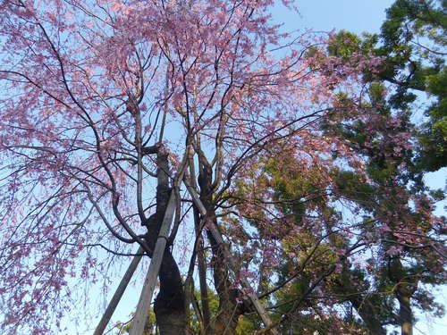 今夕は、山崎洋子さんと、お会いして、横浜のディープな世界を・・・。_c0198869_23275664.jpg