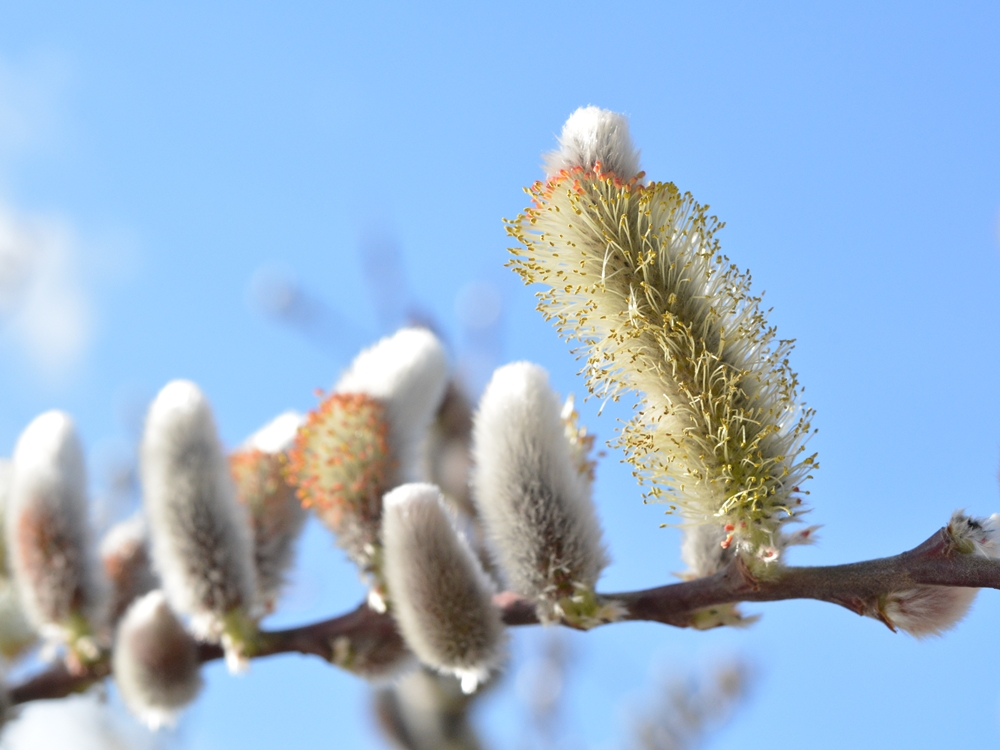 猫柳 ネコヤナギ 生き物たちに乾杯 野に咲く花に心を込めて 猫柳 ネコヤナギ 生き物たちに乾杯 野に咲く花に心を込めて