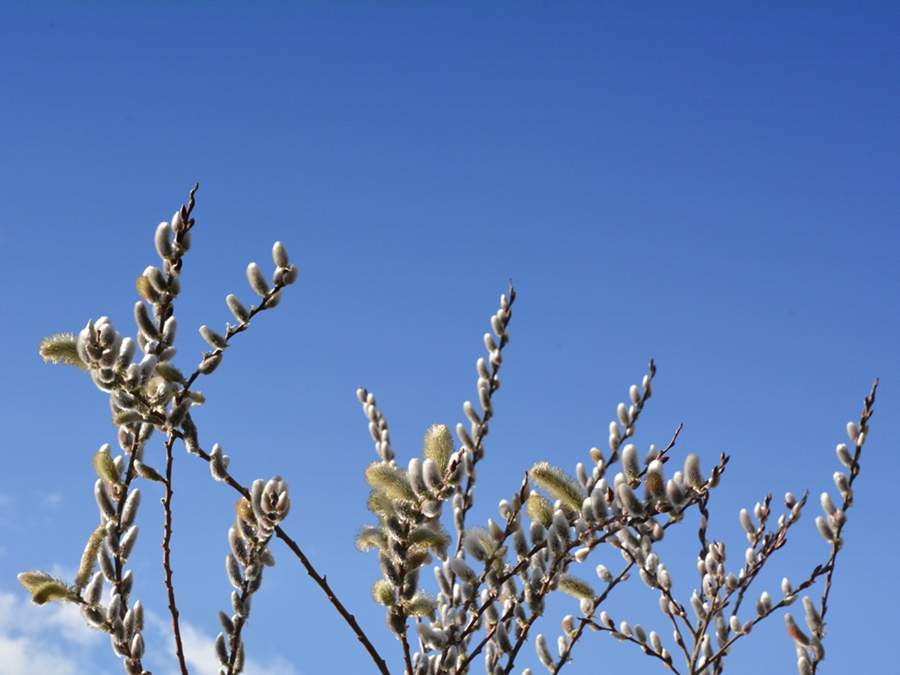 猫柳 ネコヤナギ 生き物たちに乾杯 野に咲く花に心を込めて 猫柳 ネコヤナギ 生き物たちに乾杯 野に咲く花に心を込めて