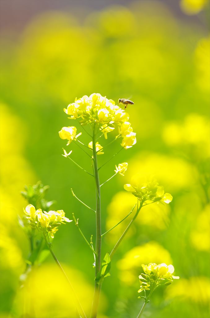 菜の花畑_a0150374_188632.jpg