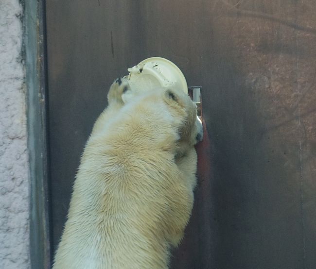 とくしま動物園のポロロ　その1_b0014576_22423657.jpg